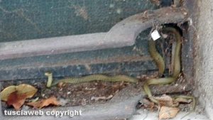 Viterbo - Un serpente in via Tommaso Carletti