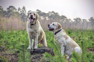 Labrador