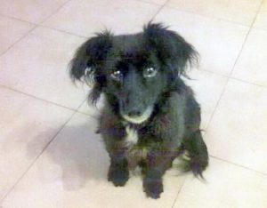 Viterbo - La cagnolina Linda