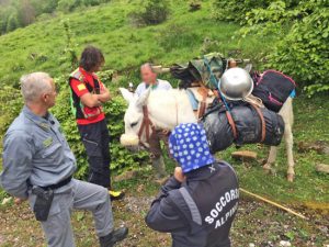 L'uomo e il suo mulo salvati da soccorso alpino e forestale 