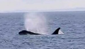 Orca avvistata tra Ponza e Gaeta
