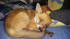Il cucciolo di volpe salvato dalle guardie ecozoofile