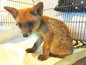 Il cucciolo di volpe salvato dalle guardie zoofile