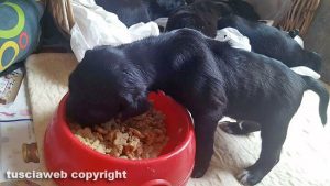 Cuccioli in cerca di casa
