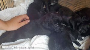 Cuccioli in cerca di casa