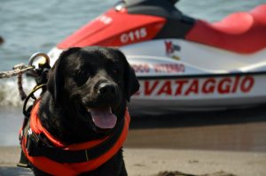I cani-bagnino della Sics