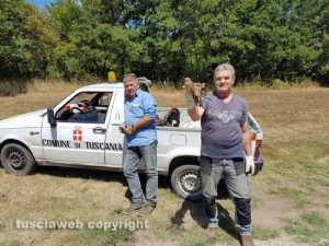 Tuscania - Il falco pellegrino salvato coi due dipendenti comunali intervenuti 