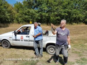 Tuscania - Il falco pellegrino salvato coi due dipendenti comunali intervenuti 