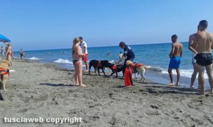Cani da salvataggio