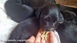 Cuccioli in cerca di casa