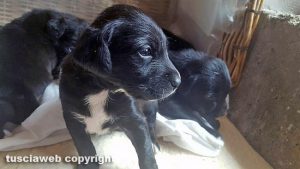 Cuccioli in cerca di casa
