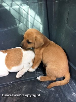 Cagnolini abbandonati cercano casa