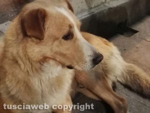 Cagnone trovatello cerca padrone