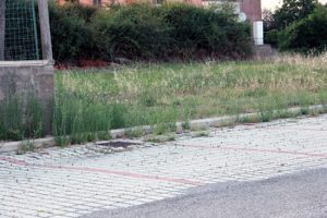 Cellere - Il parcheggio coperto da erbacce 