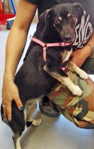 Cagnolina cerca casa 