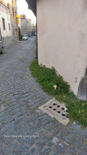 Viterbo - Erbaccia a Pianoscarano 