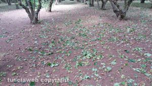Nocciole a terra per il vento 