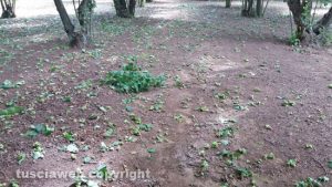 Noccioleti danneggiati dal vento