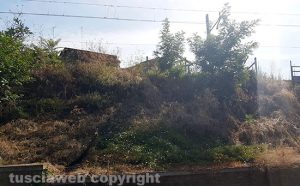 Viterbo - Erba alta lungo la linea ferroviaria