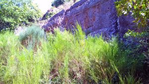 Viterbo - Norchia - Tombe invase dall'erbaccia