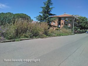 Viterbo - L'erba alta a via della Mazzetta