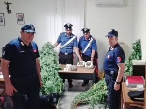 Vejano - La droga sequestrata dai carabinieri