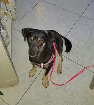 Cagnolina cerca casa 