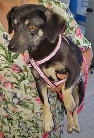 Cagnolina cerca casa 