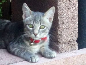 Viterbo - Artù si è smarrito