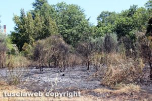 Bagnaia - Incendio in un campo in via Pian di Quercia