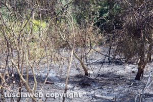 Bagnaia - Incendio in un campo in via Pian di Quercia