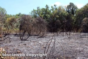 Fiamme in un campo