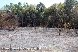 Bagnaia - Incendio in un campo in via Pian di Quercia