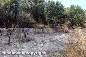 Fiamme in un campo