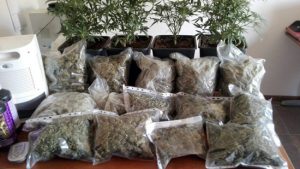 Nepi - Più di tre chili di marijuana in casa