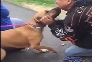 Cane dopo due anni ritrova il suo padrone...