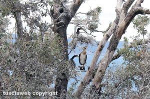 Cormorani a Capodimonte