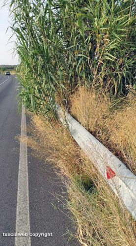 Litoranea sud Tarquinia - Guardrail coperto dalle erbacce