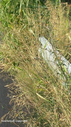 Litoranea sud Tarquinia - Guardrail coperto dalle erbacce