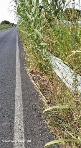 Litoranea sud Tarquinia - Guardrail coperto dalle erbacce