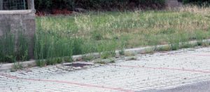 Cellere - Il parcheggio coperto da erbacce