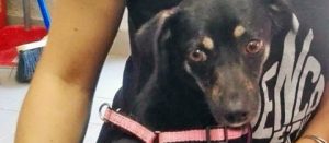 Cagnolina cerca casa