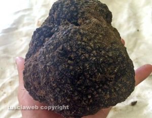 Viterbo - Il tartufo di oltre mezzo chilo ritrovato questa mattina