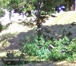 Viterbo - Il ramo caduto ai giardinetti di via Cattaneo
