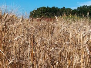 Il grano
