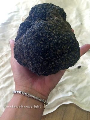 Viterbo - Il tartufo di oltre mezzo chilo ritrovato questa mattina 