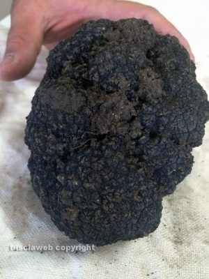 Viterbo - Il tartufo di oltre mezzo chilo ritrovato questa mattina 