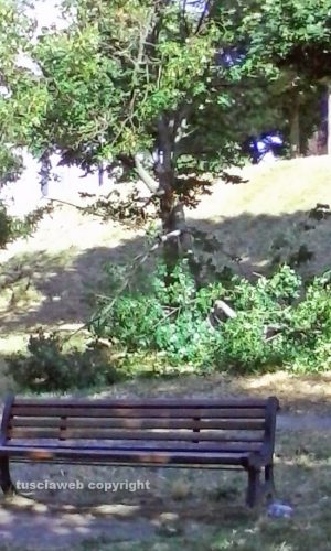 Viterbo - Il ramo caduto ai giardinetti di via Cattaneo 