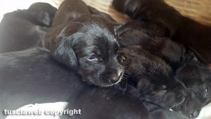 Cuccioli in cerca di casa