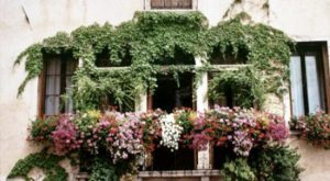 Ronciglione - Balcone in fiore
